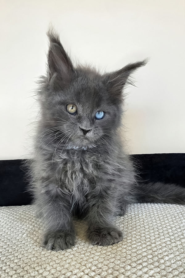 Unice | Maine Coon Kitten