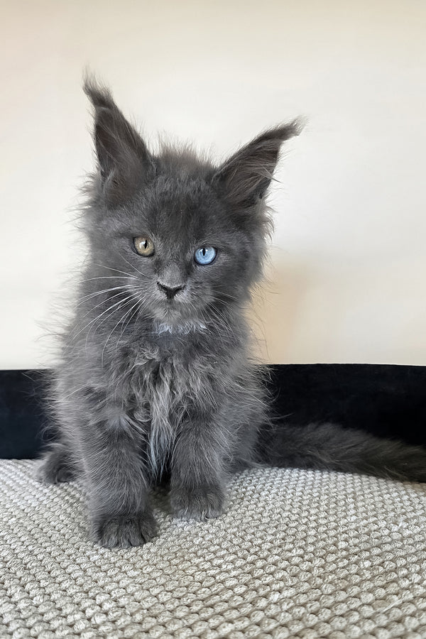 Unice | Maine Coon Kitten