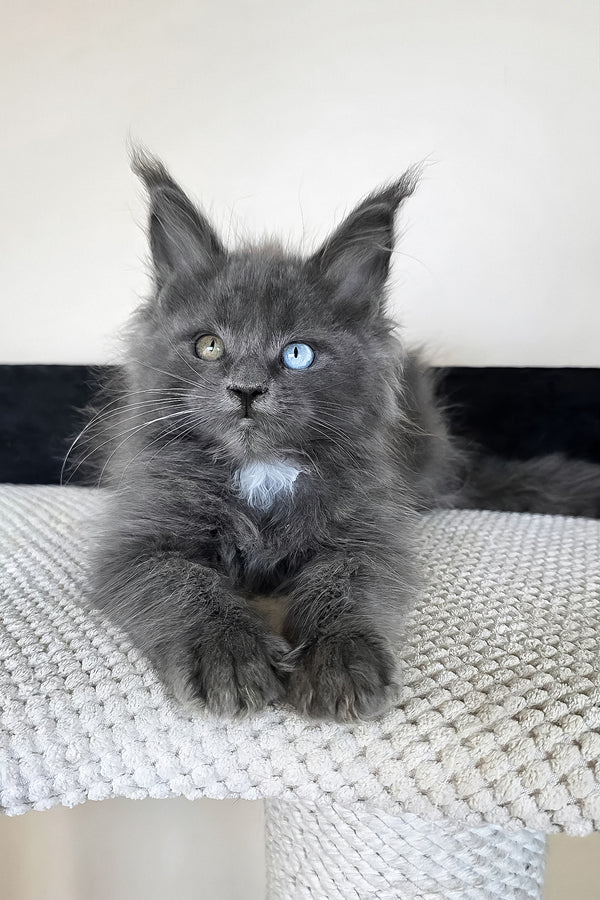 Unice | Maine Coon Kitten