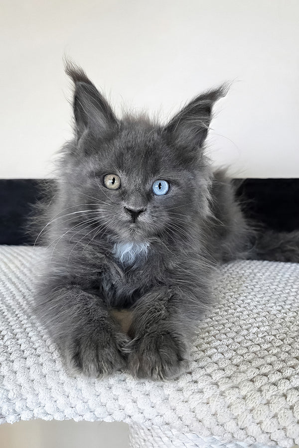 Unice | Maine Coon Kitten
