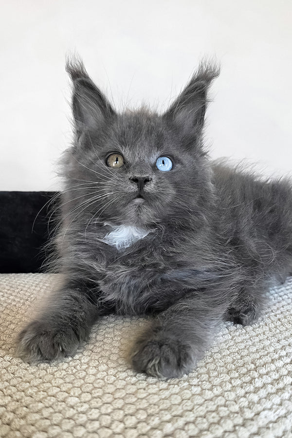 Unice | Maine Coon Kitten
