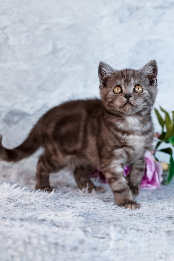 Unique | Scottish Straight Kitten