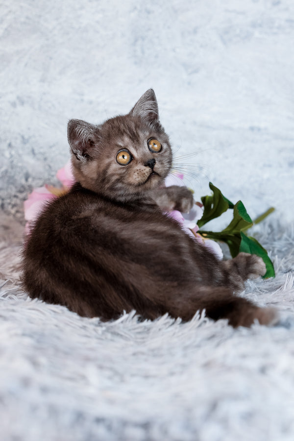 Unique | Scottish Straight Kitten