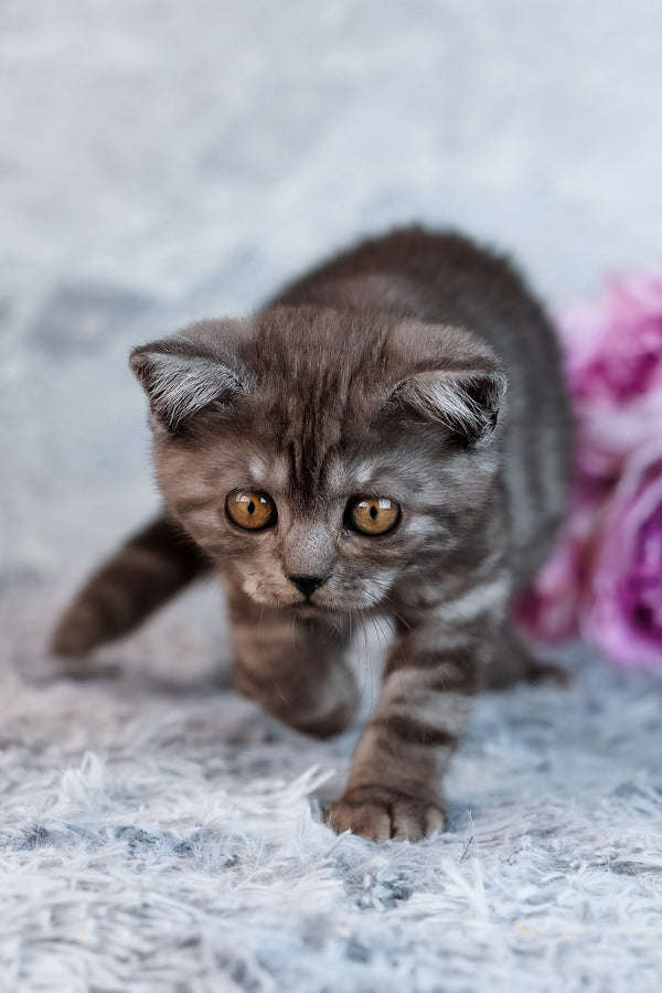 Unique | Scottish Straight Kitten