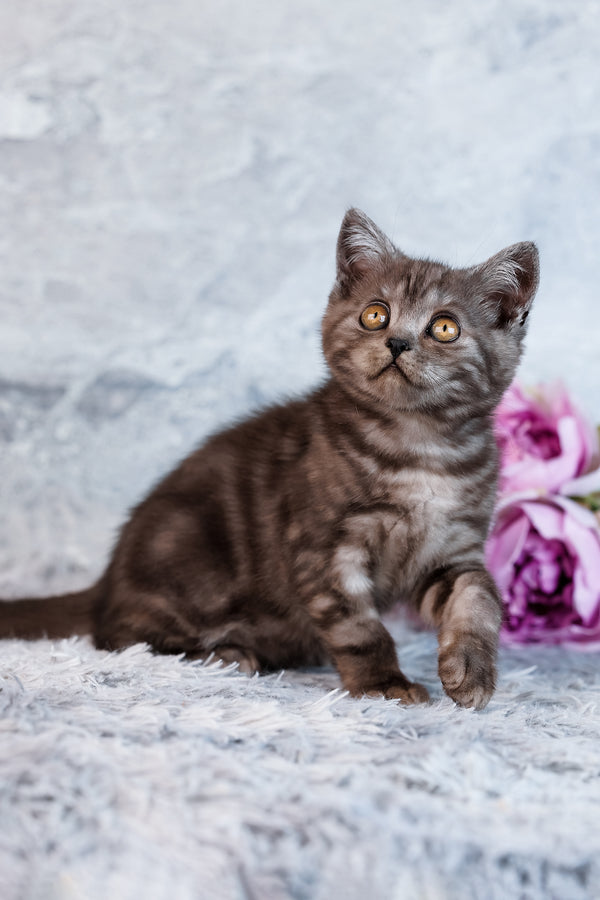 Unique | Scottish Straight Kitten