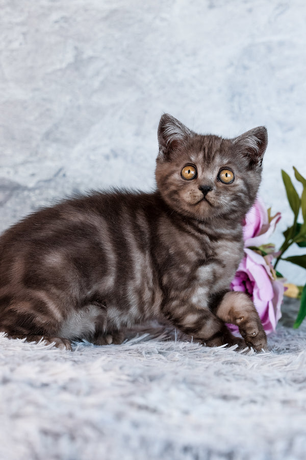 Unique | Scottish Straight Kitten