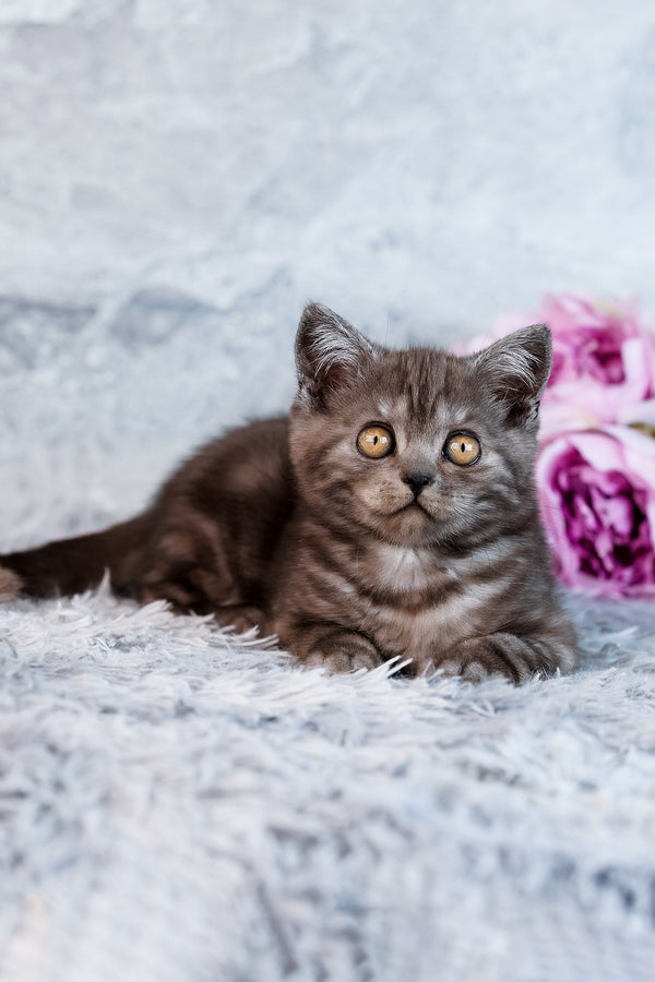 Unique | Scottish Straight Kitten