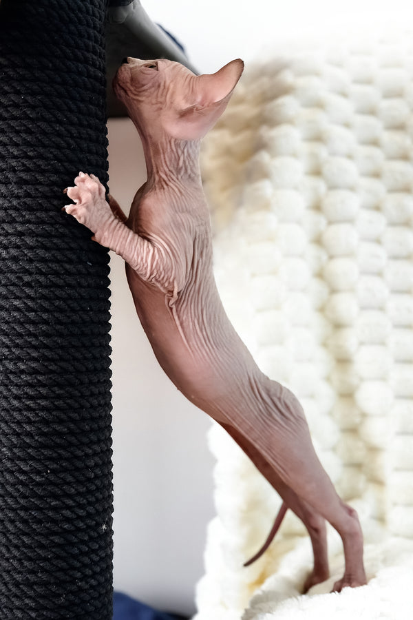 Unix | Canadian Sphynx Kitten
