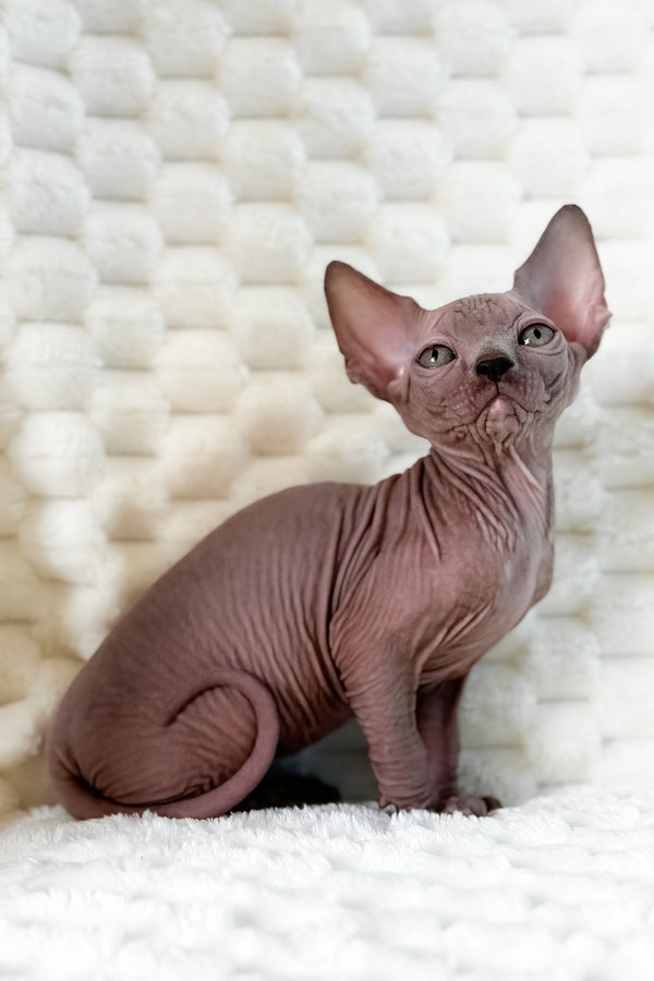 Unix | Canadian Sphynx Kitten