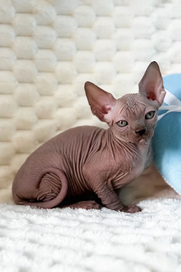 Unix | Canadian Sphynx Kitten