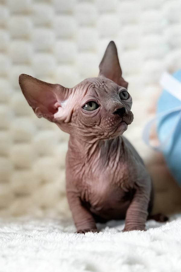 Unix | Canadian Sphynx Kitten