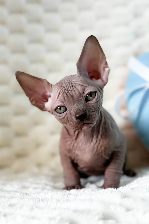Unix | Canadian Sphynx Kitten