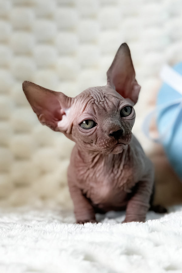 Unix | Canadian Sphynx Kitten