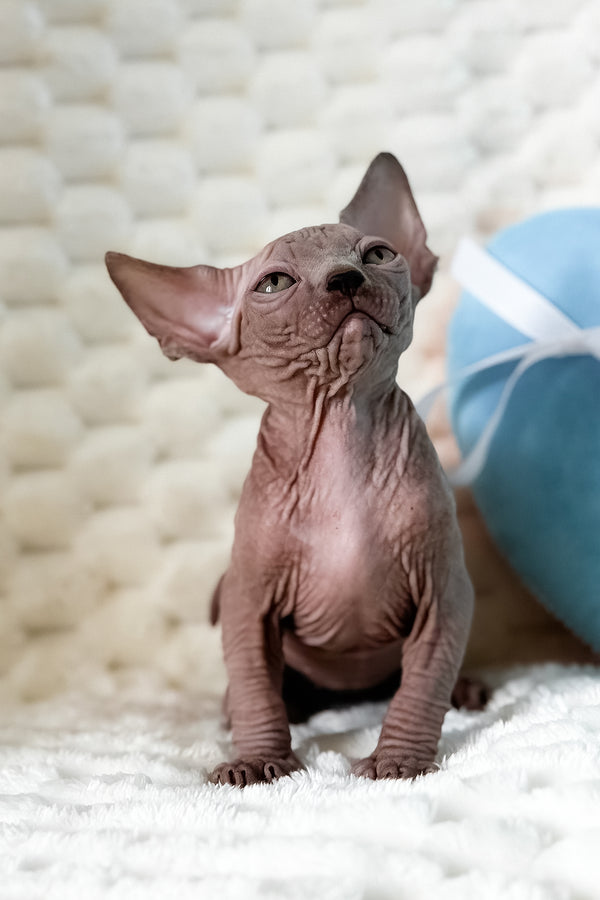 Unix | Canadian Sphynx Kitten