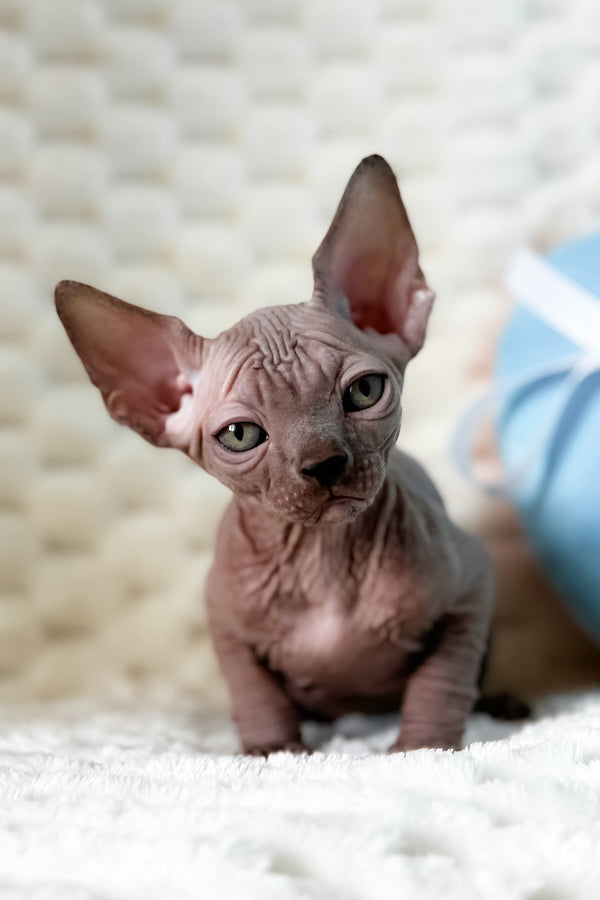 Unix | Canadian Sphynx Kitten