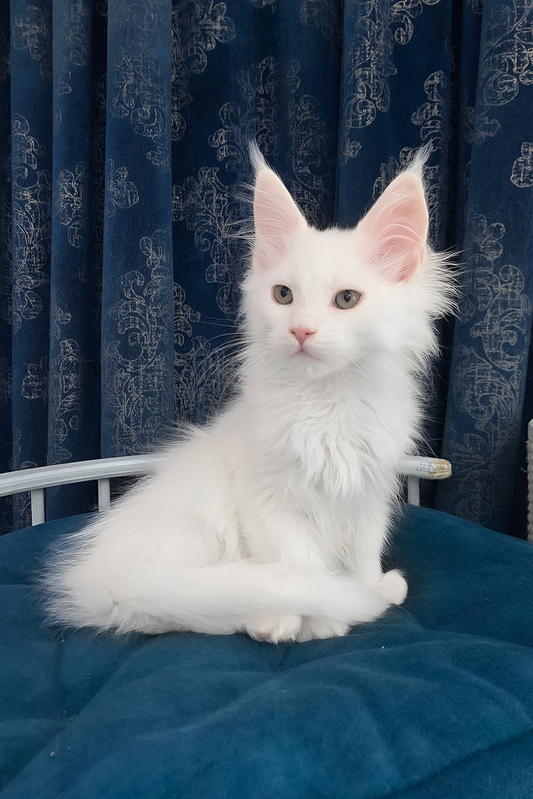 Upland | Maine Coon Kitten