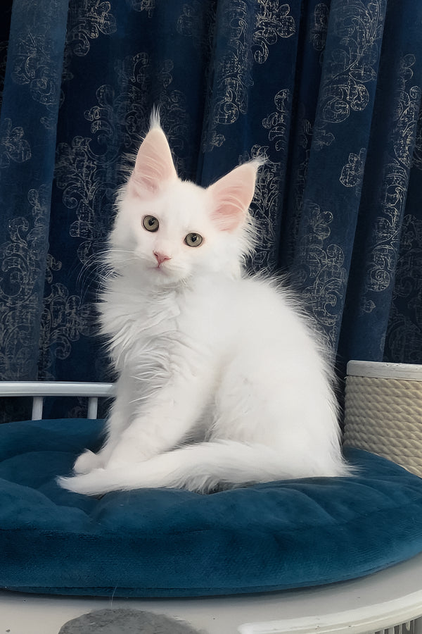 Upland | Maine Coon Kitten