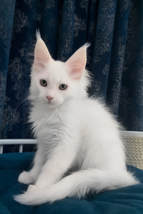 Upland | Maine Coon Kitten