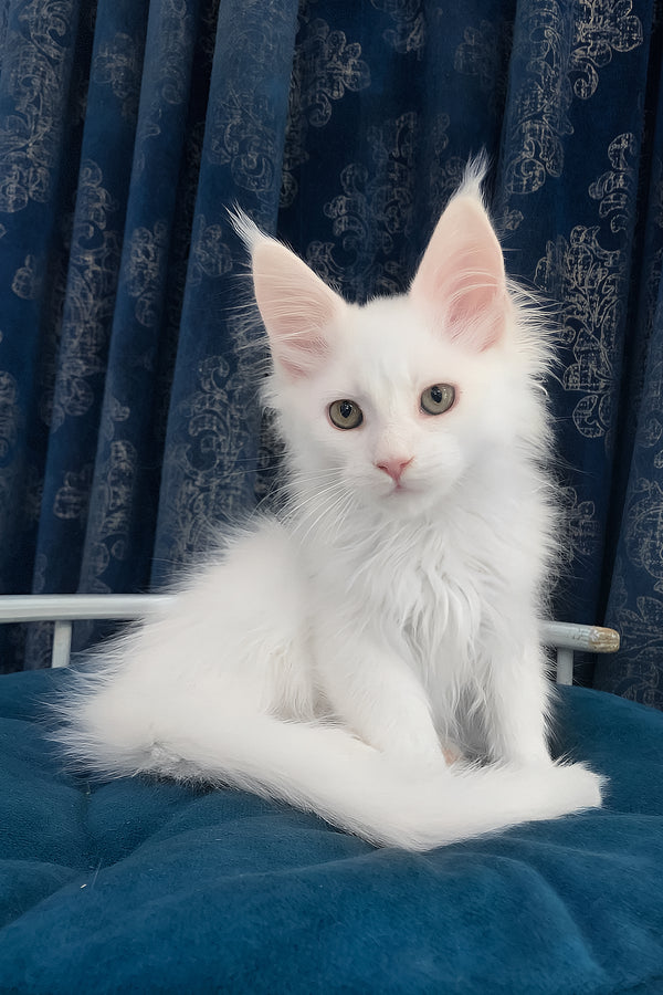 Upland | Maine Coon Kitten