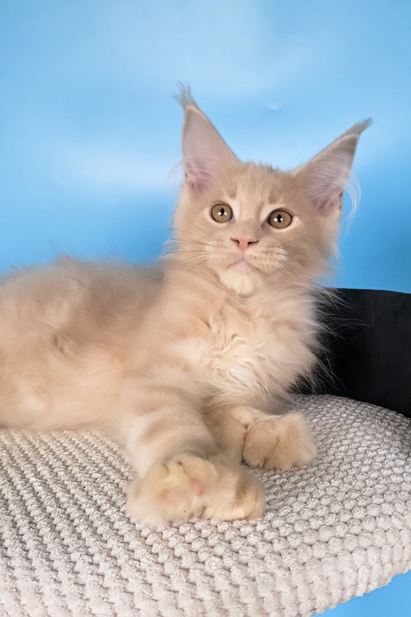 Ural | Polydactyl Maine Coon Kitten