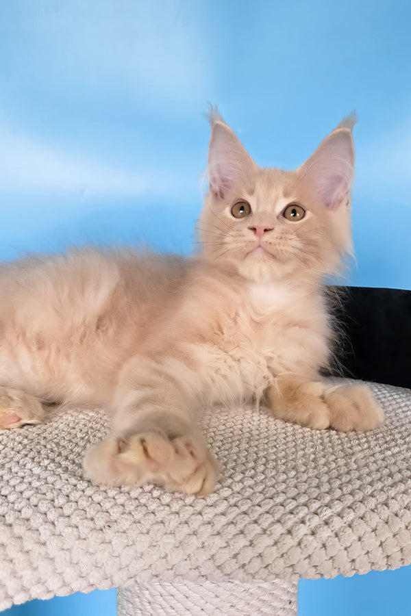 Ural | Polydactyl Maine Coon Kitten