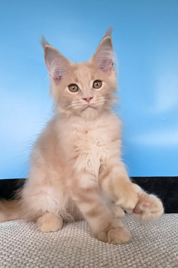 Ural | Polydactyl Maine Coon Kitten