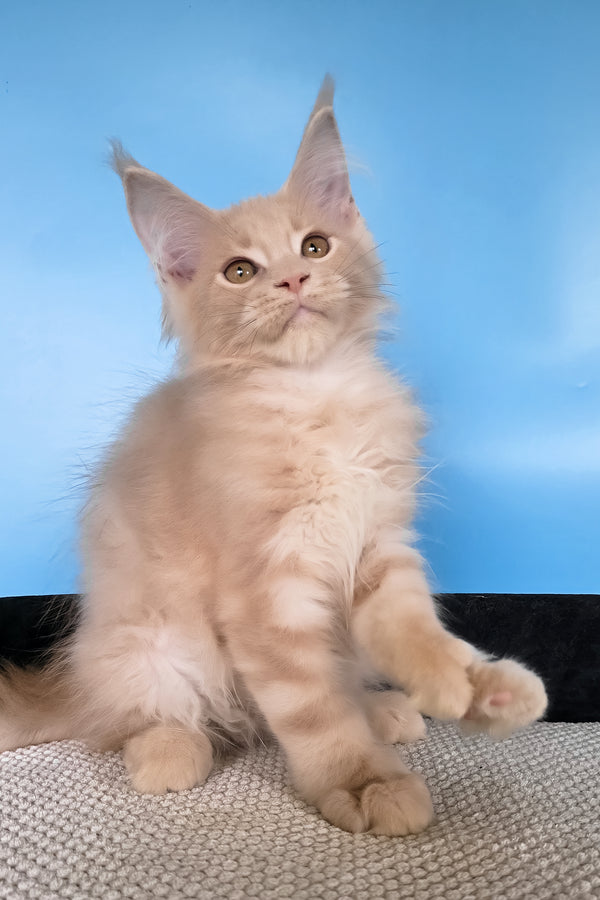 Ural | Polydactyl Maine Coon Kitten