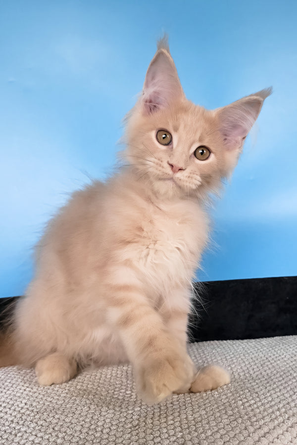 Ural | Polydactyl Maine Coon Kitten