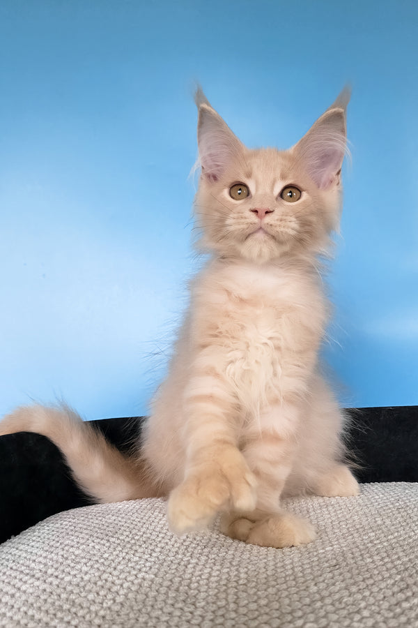 Ural | Polydactyl Maine Coon Kitten