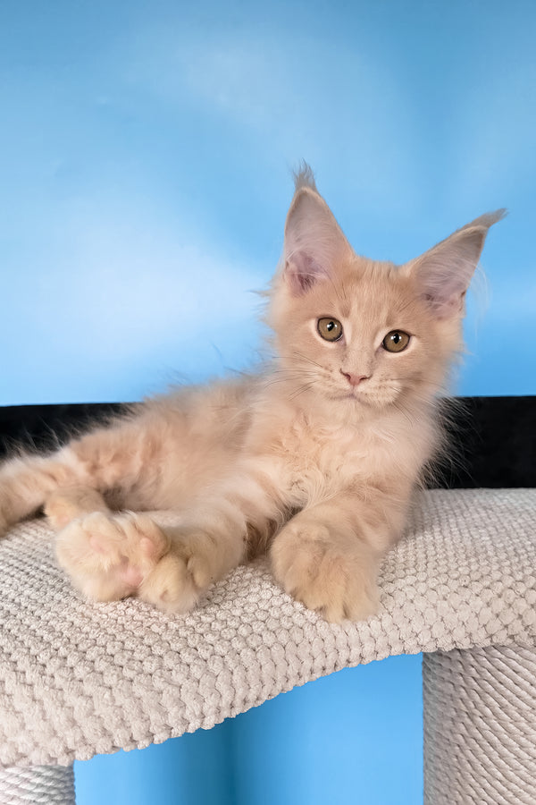 Ural | Polydactyl Maine Coon Kitten
