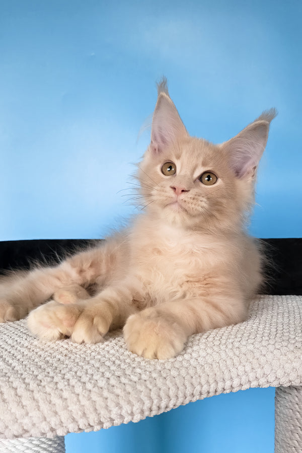 Ural | Polydactyl Maine Coon Kitten