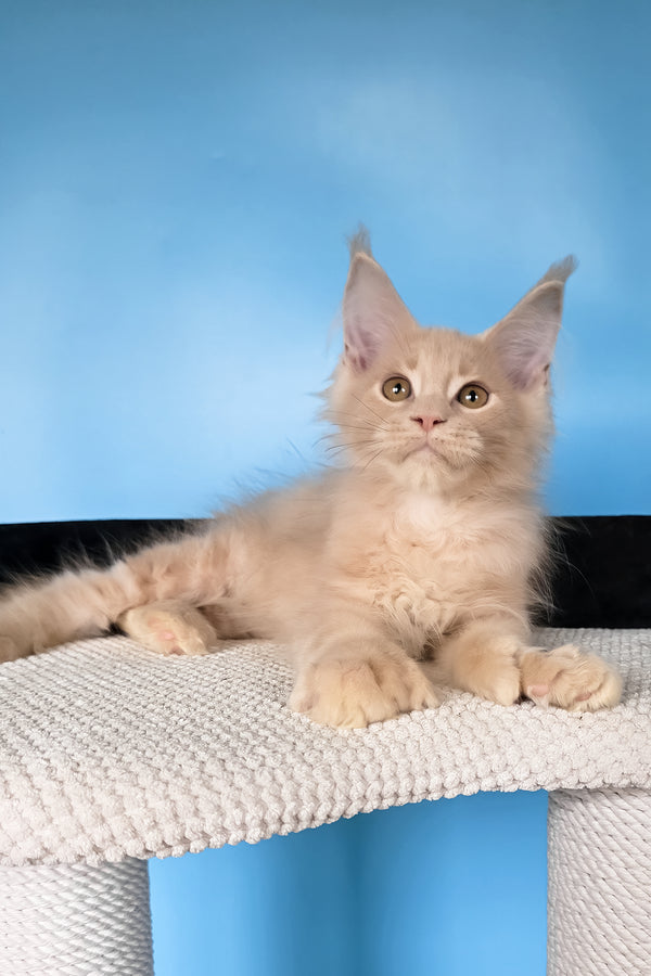 Ural | Polydactyl Maine Coon Kitten