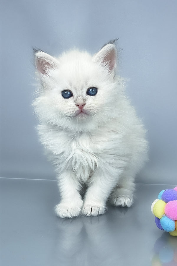 Urban | Siberian Kitten