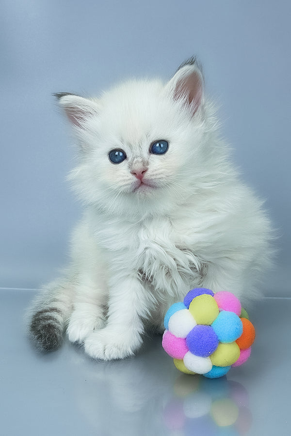 Urban | Siberian Kitten