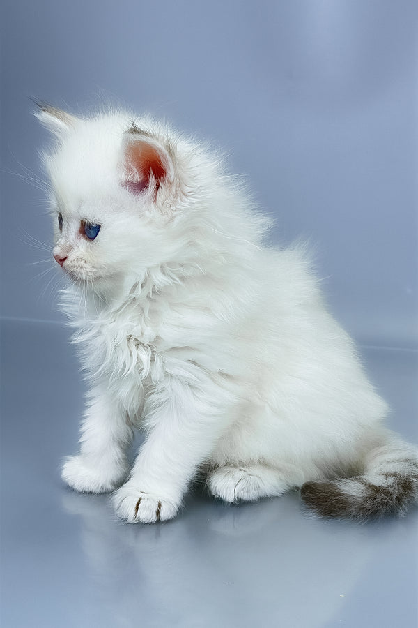 Urban | Siberian Kitten