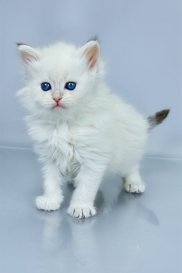 Urban | Siberian Kitten