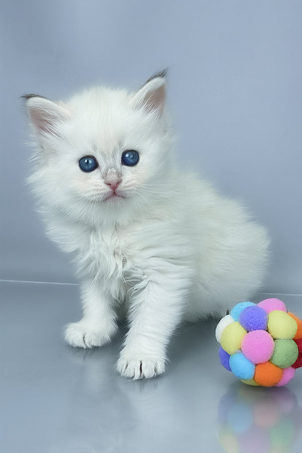 Urban | Siberian Kitten