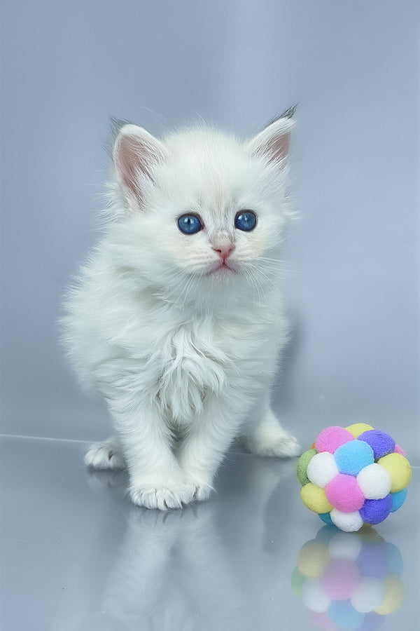 Urban | Siberian Kitten