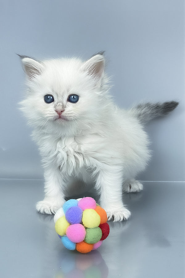 Urban | Siberian Kitten