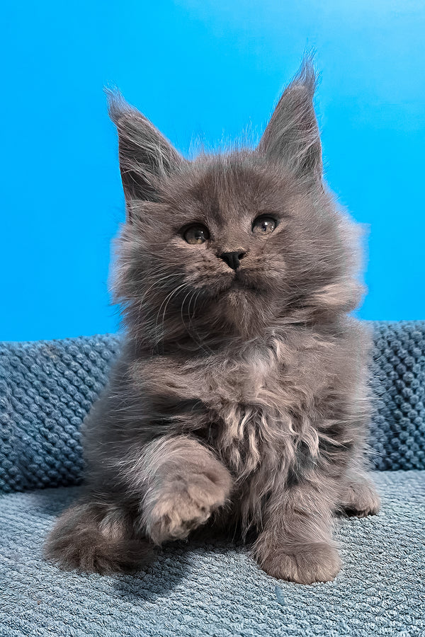 Urban | Maine Coon Kitten