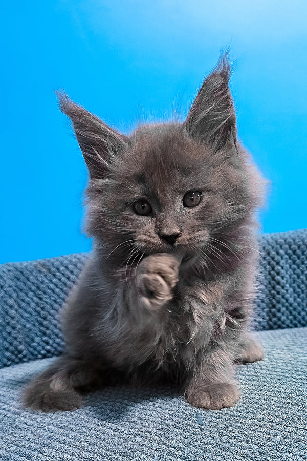 Urban | Maine Coon Kitten