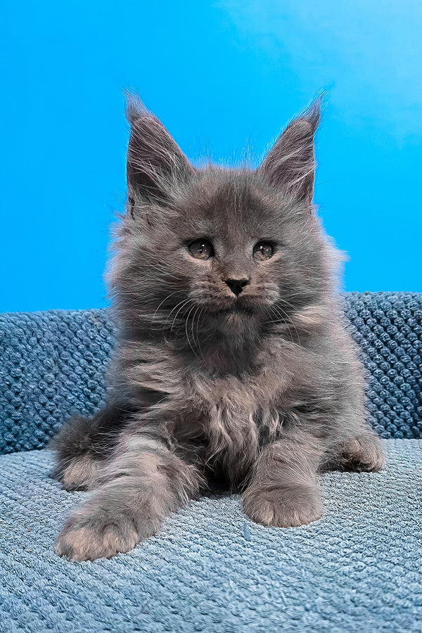 Urban | Maine Coon Kitten