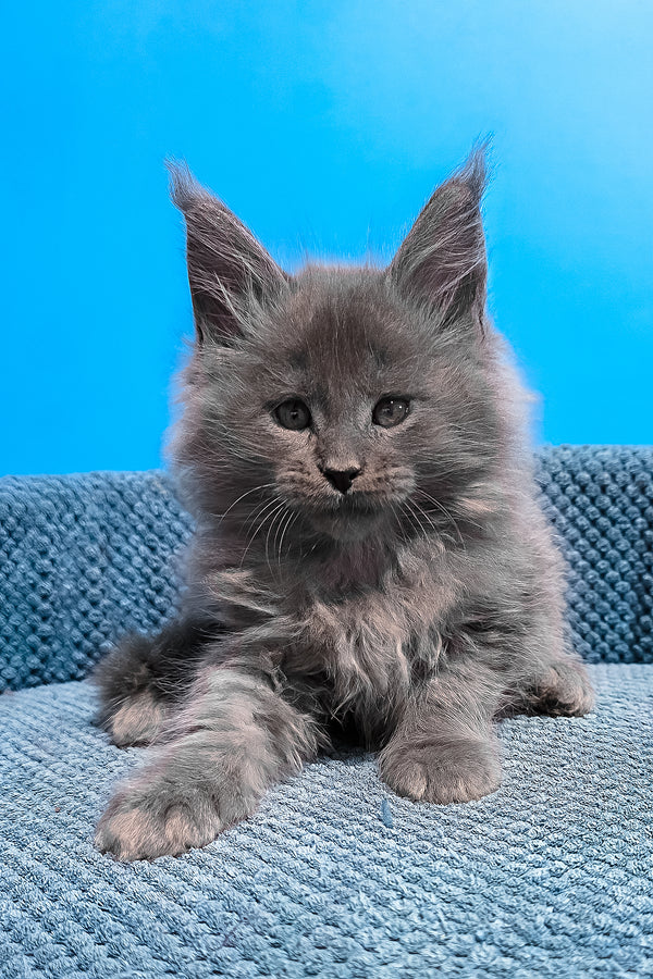 Urban | Maine Coon Kitten