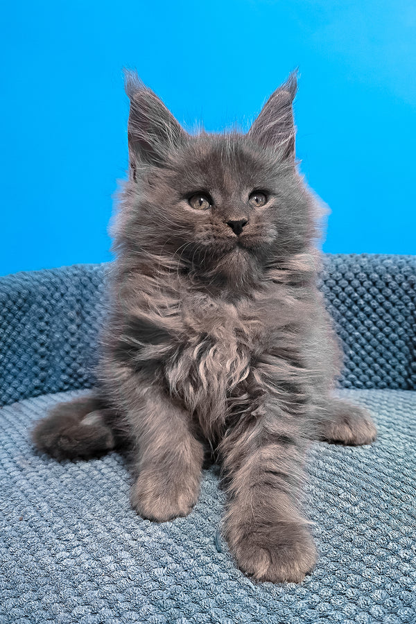 Urban | Maine Coon Kitten