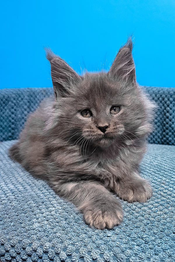 Urban | Maine Coon Kitten