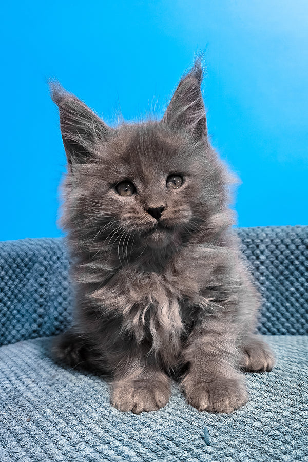 Urban | Maine Coon Kitten