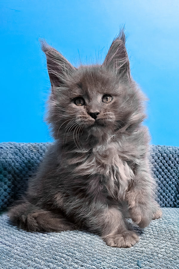 Urban | Maine Coon Kitten