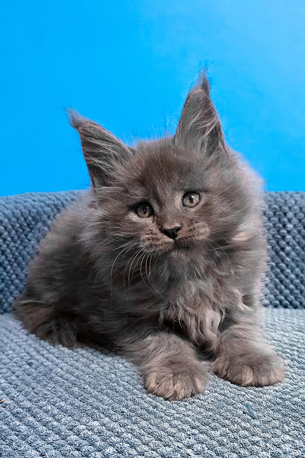 Urban | Maine Coon Kitten