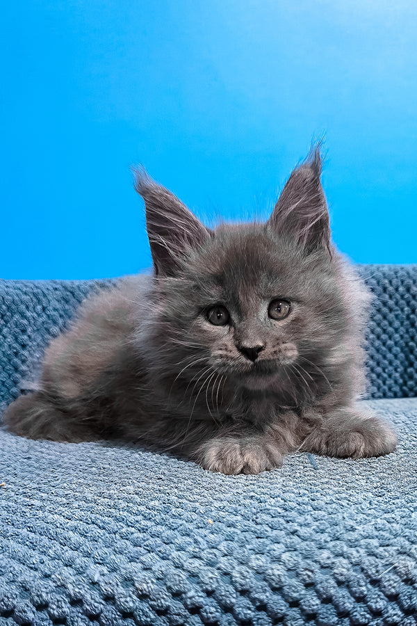Urban | Maine Coon Kitten
