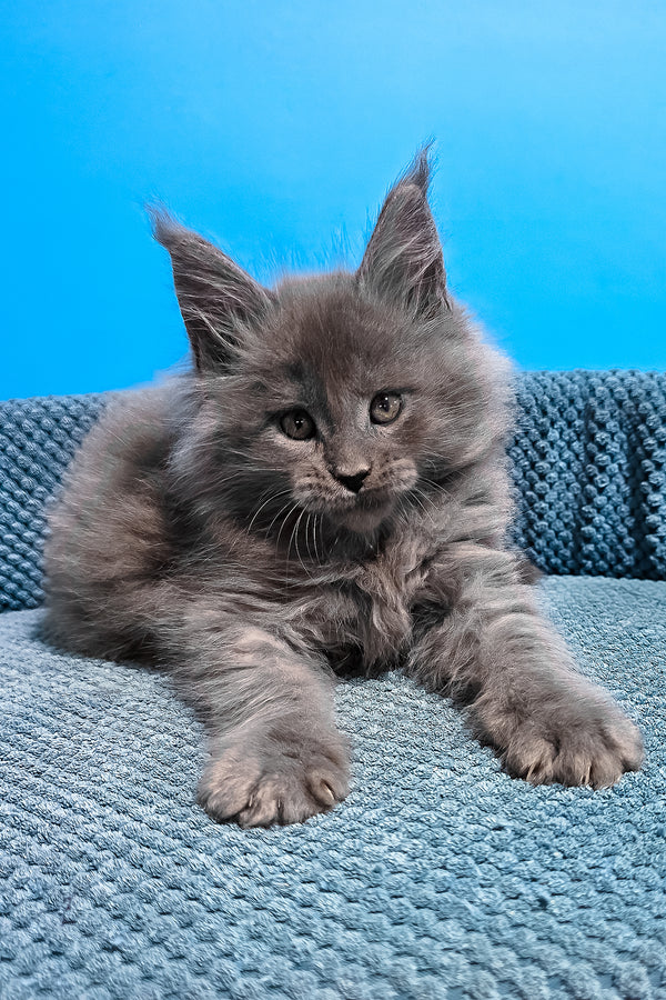 Urban | Maine Coon Kitten